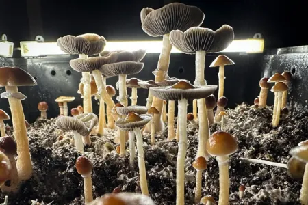 mushrooms