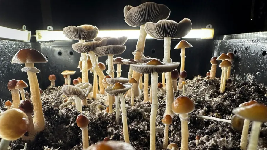 mushrooms